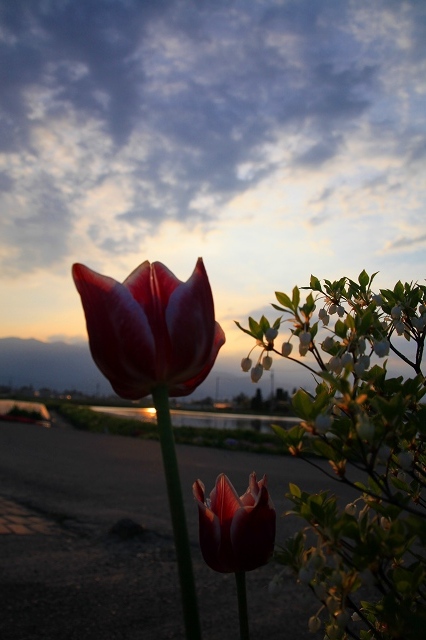 ♪　中綱湖・青木湖の桜　♪_e0242721_7484872.jpg