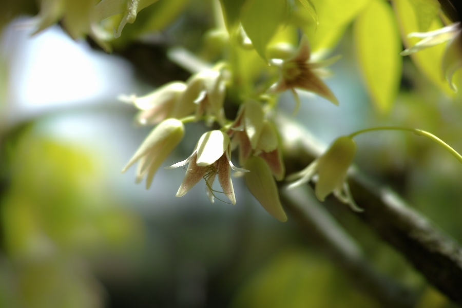 「四季の花だより」　～ ムベ（郁子）の花 ～_b0338222_18574657.jpg