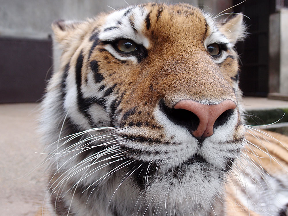 2015.4.29 宇都宮動物園☆トラのチグ【Tiger】_f0250322_21333154.jpg