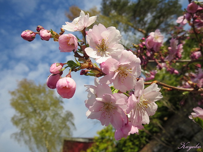 桜と野草_a0086828_465562.jpg