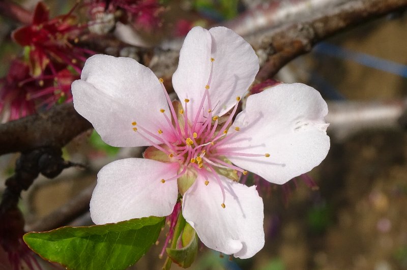 薬草園・春の花々☆その５_a0122932_11115856.jpg