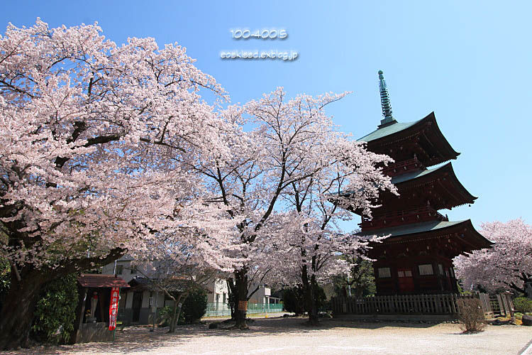 《花》　染井吉野と三重塔（2）　10-18mm　（西福寺）_c0080036_056088.jpg