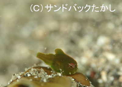 緑のつるつる_b0163039_1555496.jpg