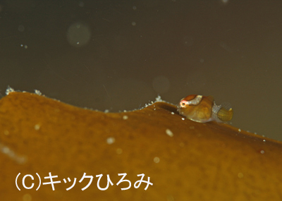 緑のつるつる_b0163039_15563356.jpg