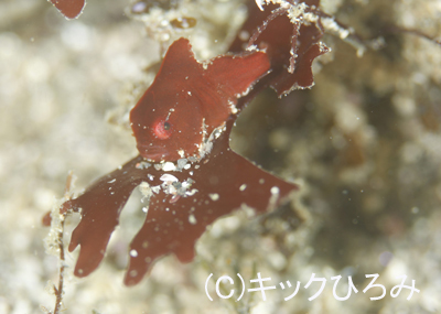 緑のつるつる_b0163039_1556490.jpg