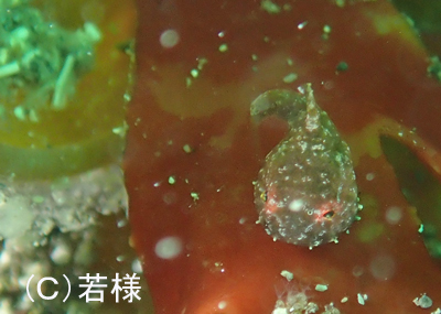 緑のつるつる_b0163039_1557347.jpg
