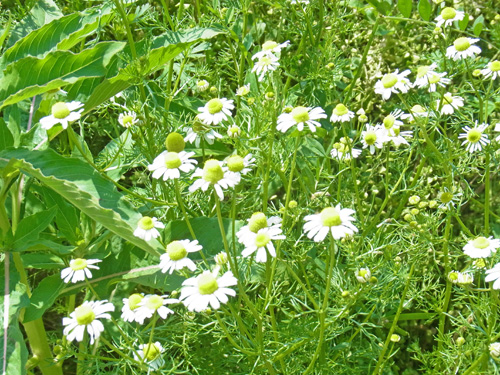 f0206939_1429169.jpg