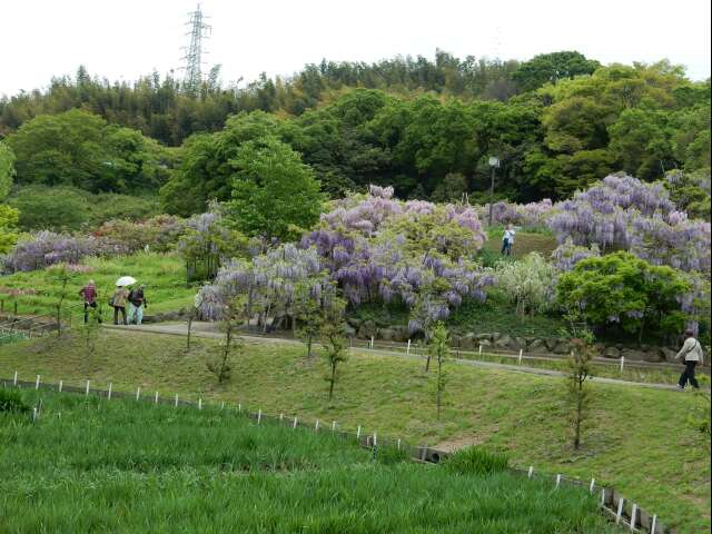 横須賀市立しょうぶ園_e0043548_15182834.jpg