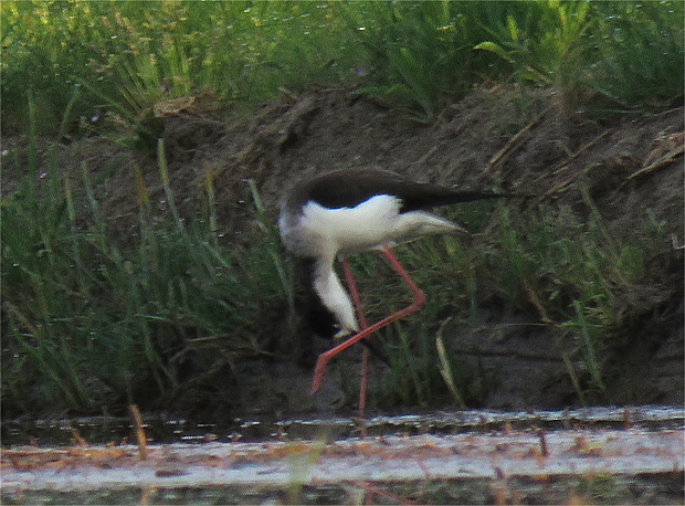 撮り溜めの鳥②セイタカシギ_f0214649_11473165.jpg