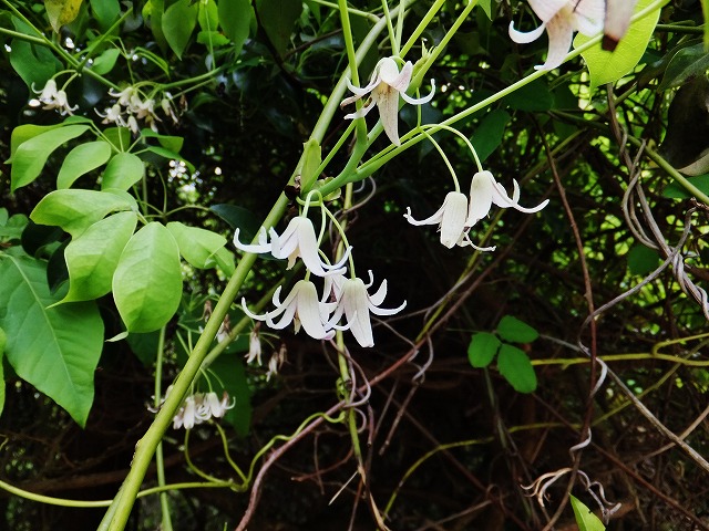 d0048350_20192363.jpg