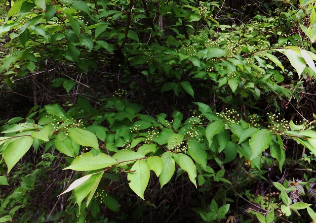 d0048350_20193135.jpg
