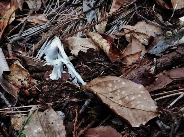 d0048350_2019417.jpg