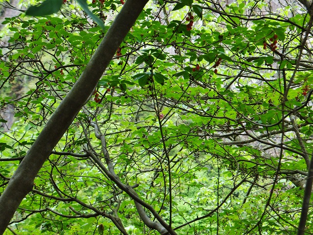 d0048350_20195617.jpg