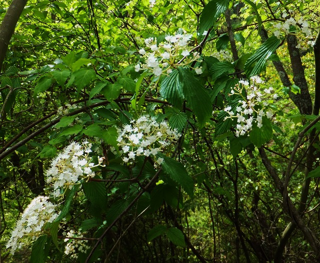 d0048350_2019777.jpg