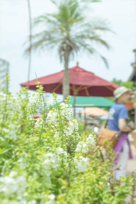 アメリカンビレッジのお花達〜♪_e0259754_2150175.jpg