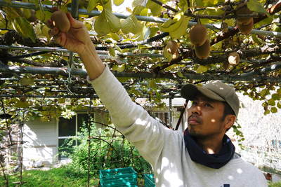 水源キウイ 2015開花宣言!その1(今年も完全無農薬・無化学肥料で育てます!!)_a0254656_17132643.jpg