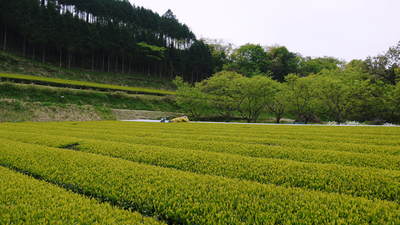 水源キウイ 2015開花宣言!その1(今年も完全無農薬・無化学肥料で育てます!!)_a0254656_17344148.jpg