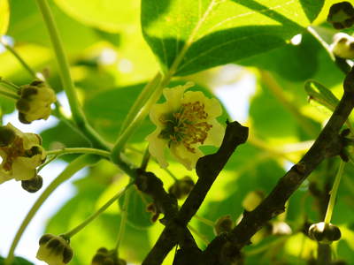 水源キウイ 2015開花宣言!その1(今年も完全無農薬・無化学肥料で育てます!!)_a0254656_1755336.jpg