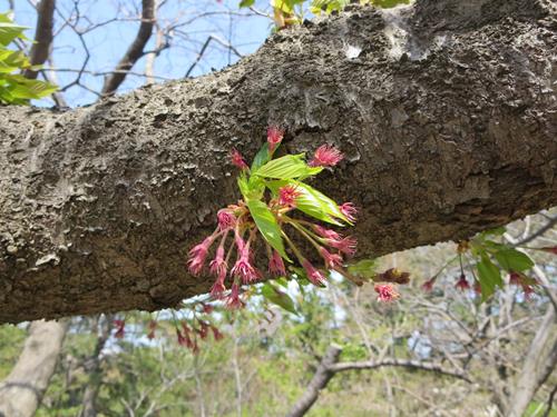 【初夏の酒田】日和山公園の散策_c0042960_1604598.jpg