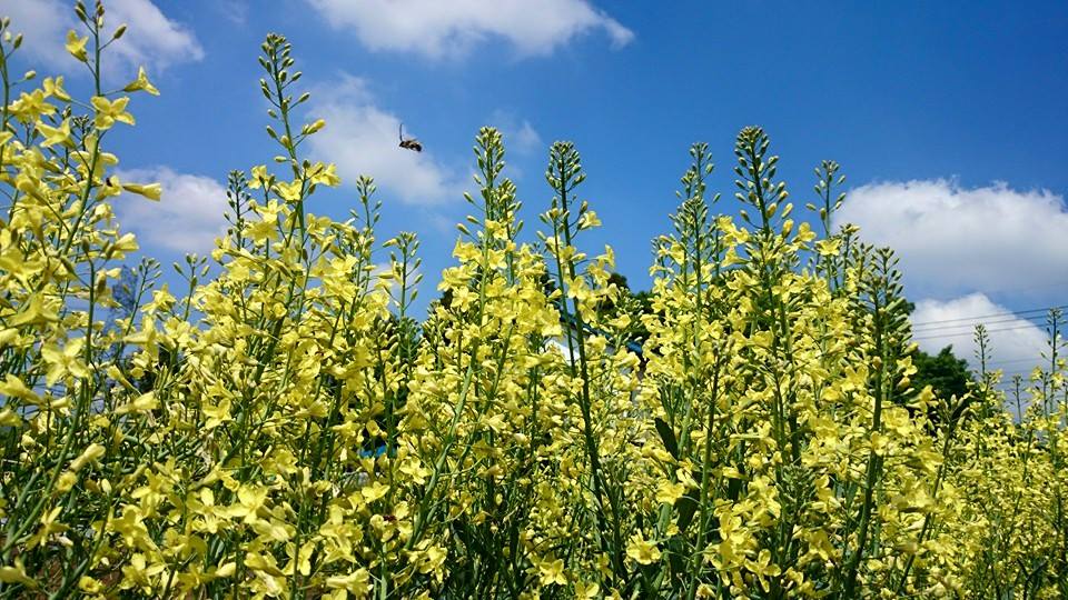 野菜の花_c0136760_1155092.jpg