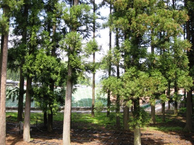 c0190960_2071772.jpg