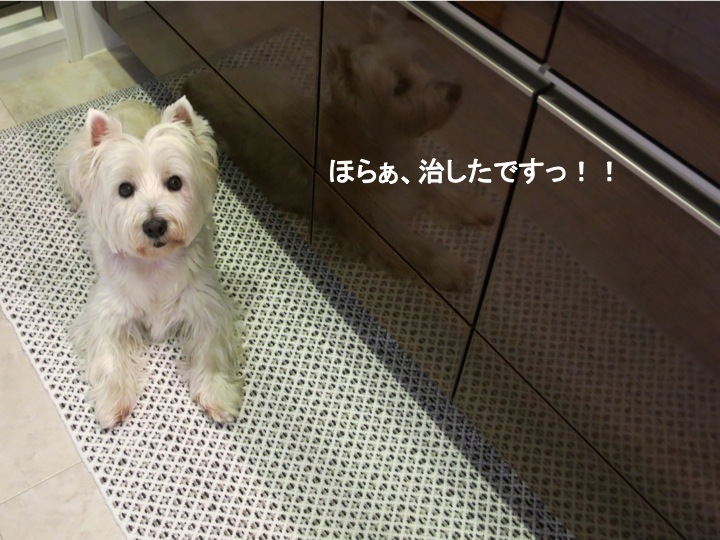 「ワラビの灰汁抜き」とでんの「びっこ」_c0260460_04411076.jpg
