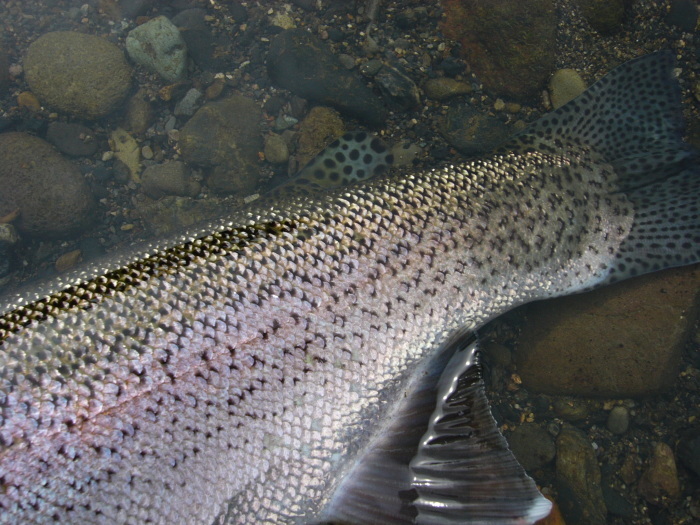 道北“Home river” Memorial trout②_c0351262_20053738.jpg