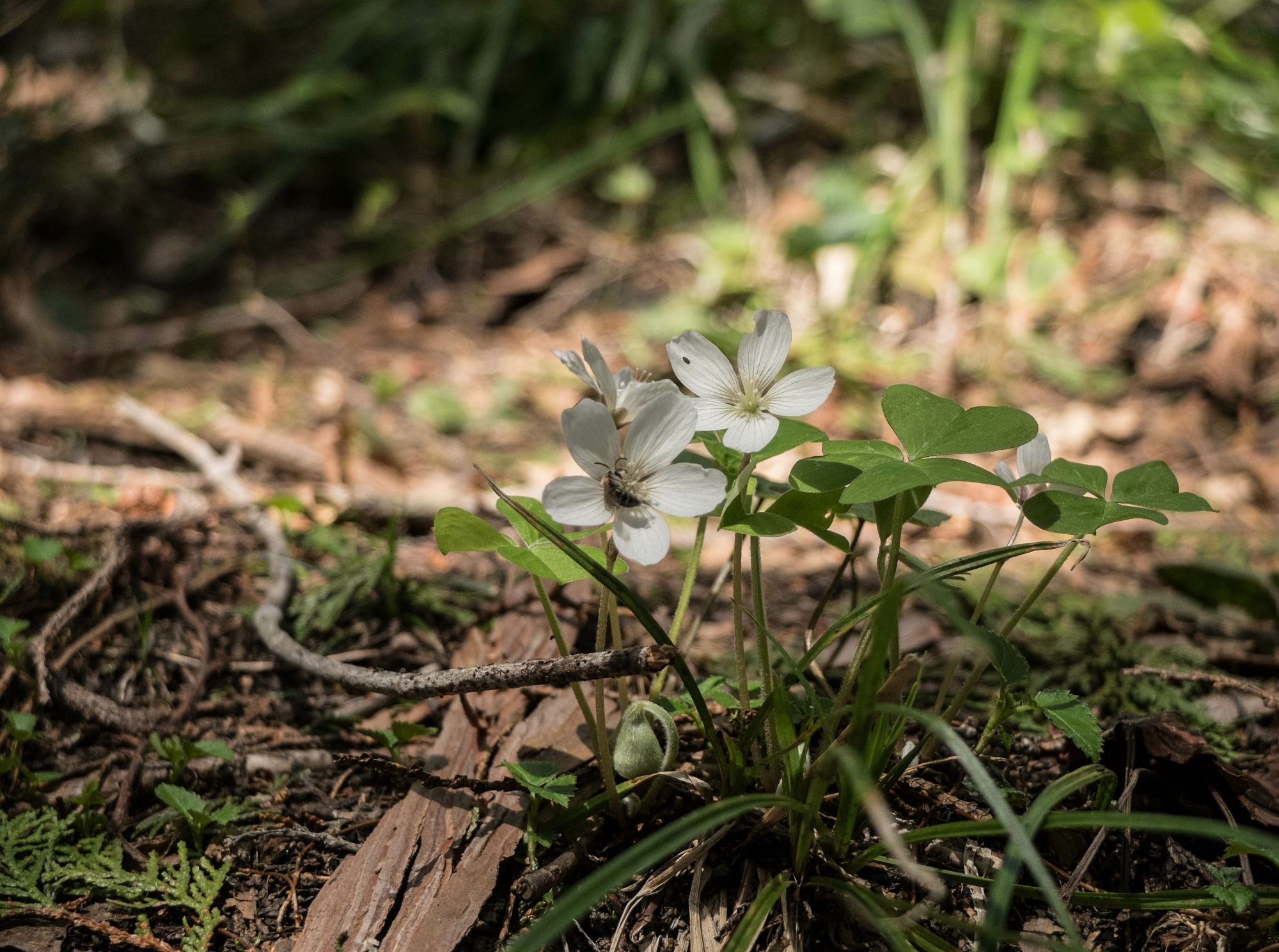 比婆山の花々_e0015567_2018473.jpg