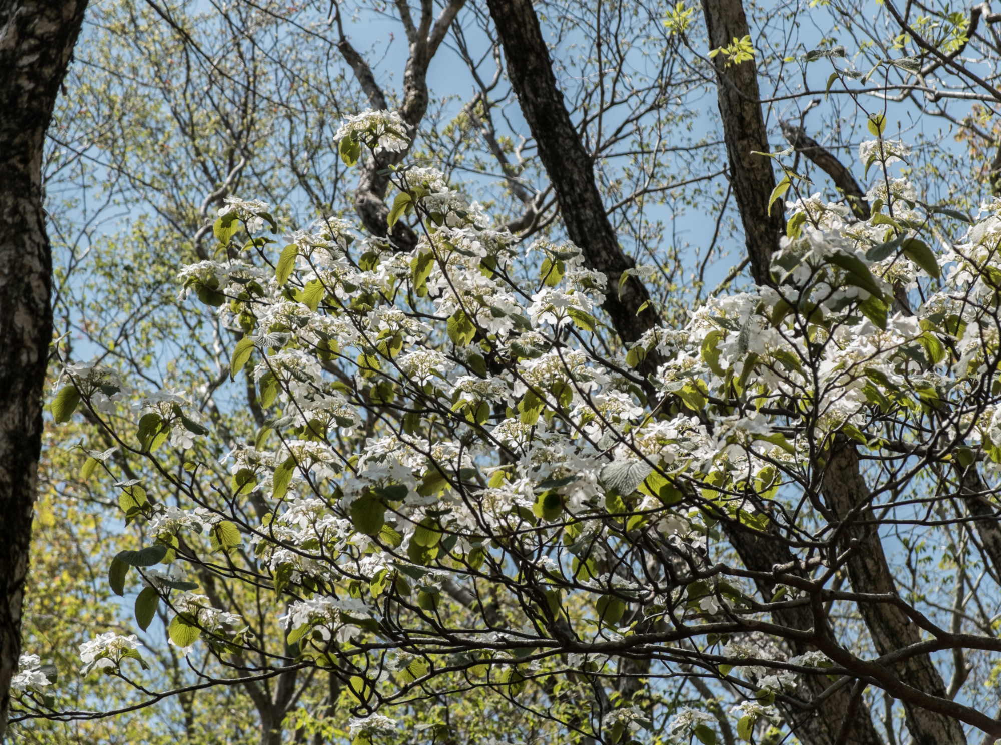 比婆山の花々_e0015567_20204272.jpg