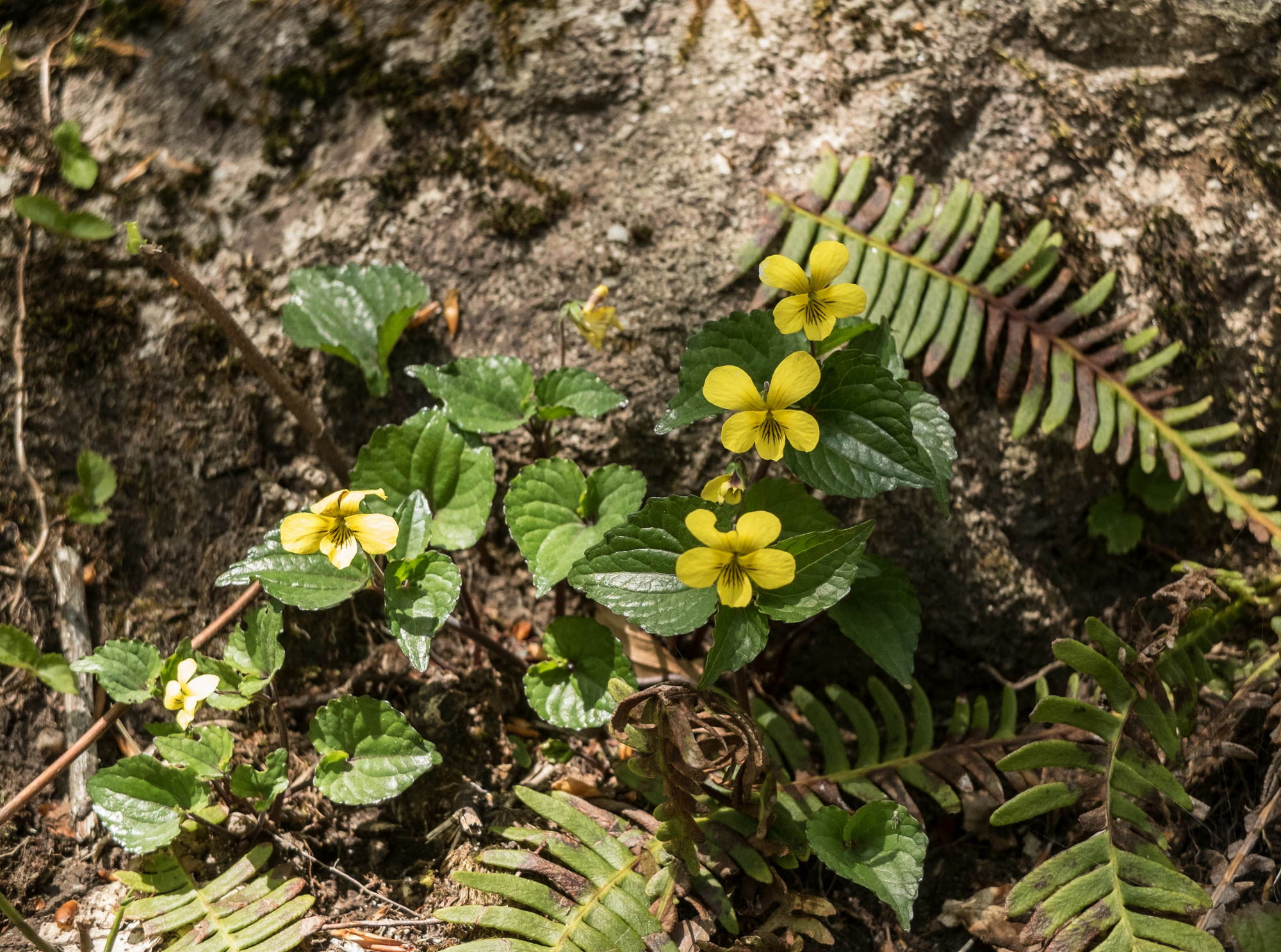 比婆山の花々_e0015567_2020681.jpg