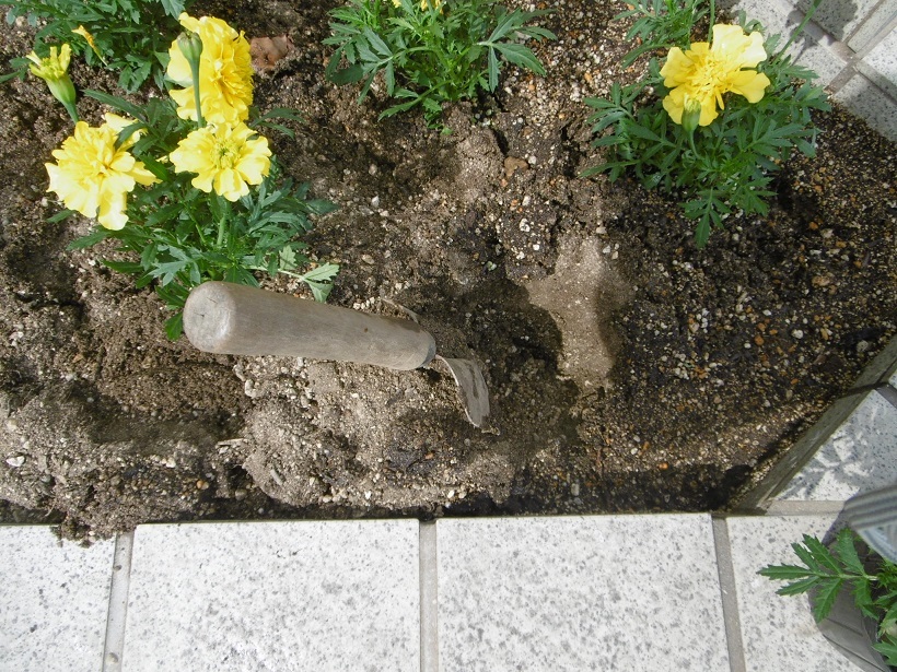 豊満な花壇_f0205367_16063933.jpg