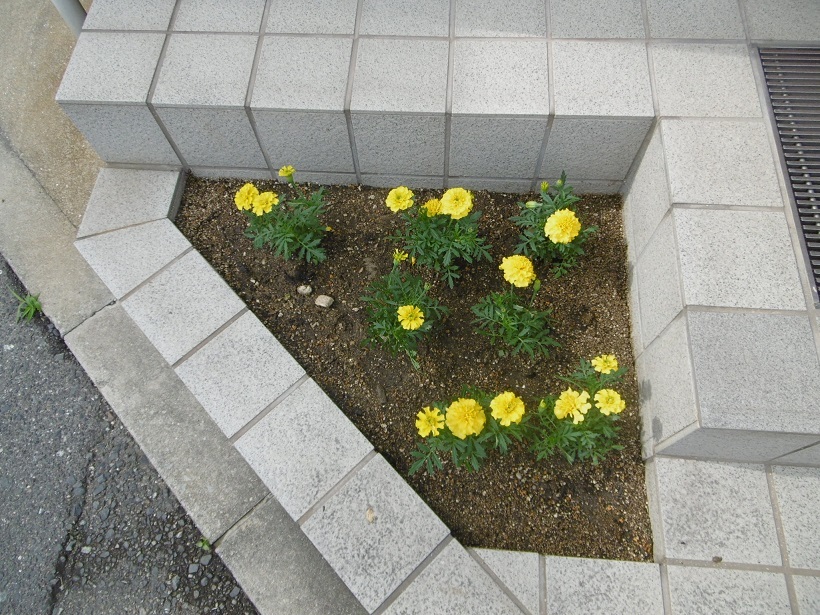 豊満な花壇_f0205367_16085493.jpg