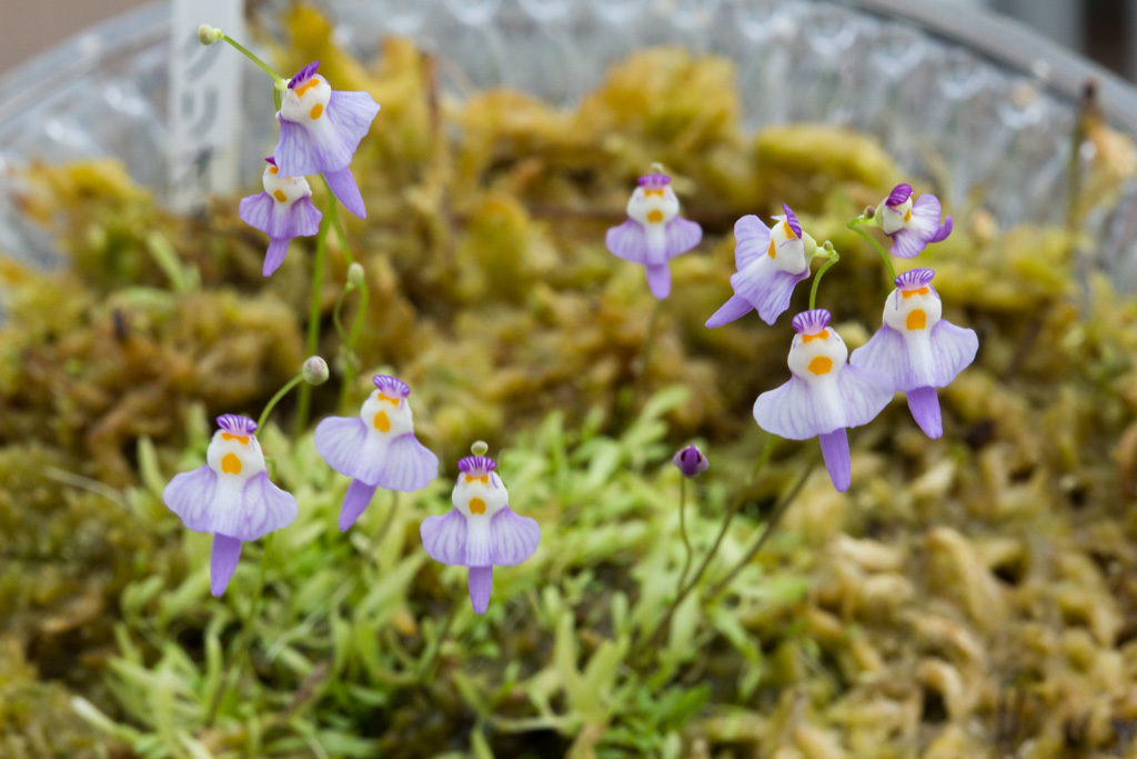 クリオネくん開花 The Blog Of Meraki クリオネくん開花 The Blog Of Meraki