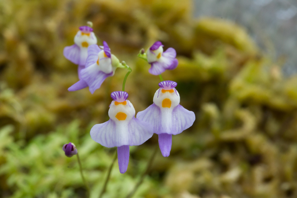 クリオネくん開花 The Blog Of Meraki クリオネくん開花 The Blog Of Meraki