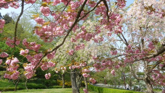 早朝花見_a0025572_00004822.jpg