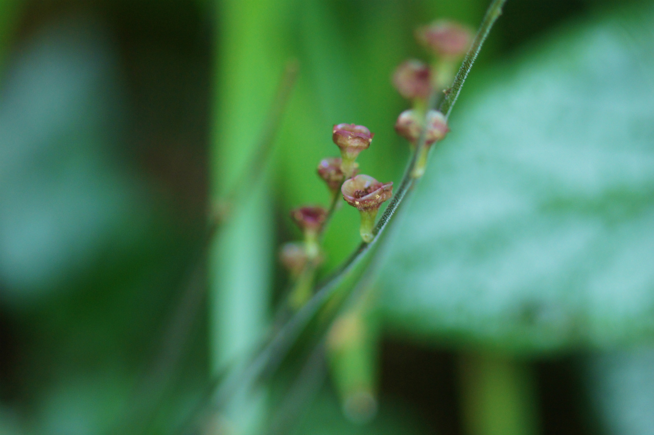 アリマノウマノスズクサ遂に初開花_e0181373_21335839.jpg