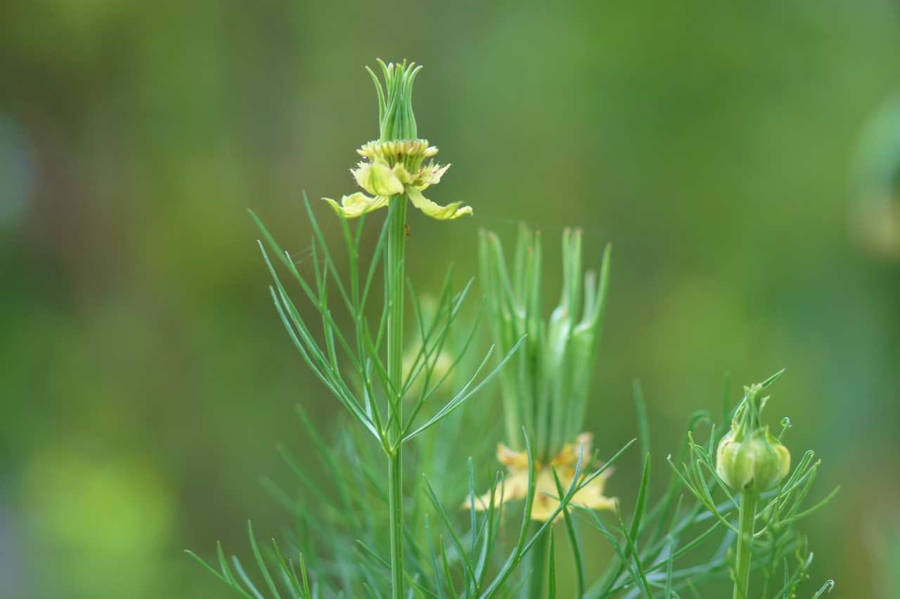 アリマノウマノスズクサ遂に初開花_e0181373_214326100.jpg