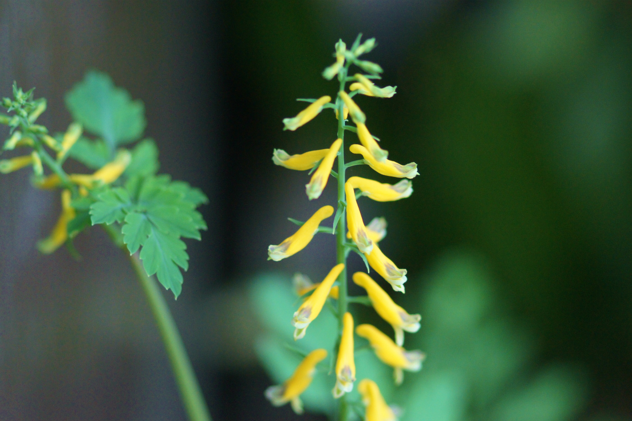 アリマノウマノスズクサ遂に初開花_e0181373_2143553.jpg