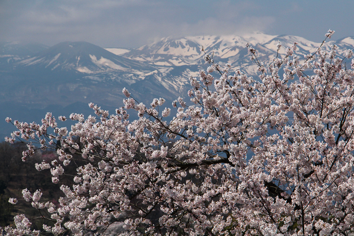 福島の桜2015　吾妻連峰と桜_e0088874_17452634.jpg