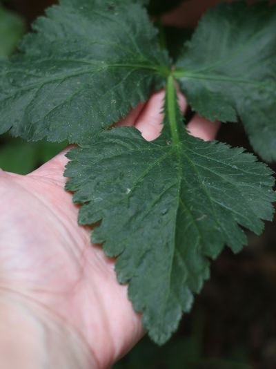 c0139375_120260.jpg