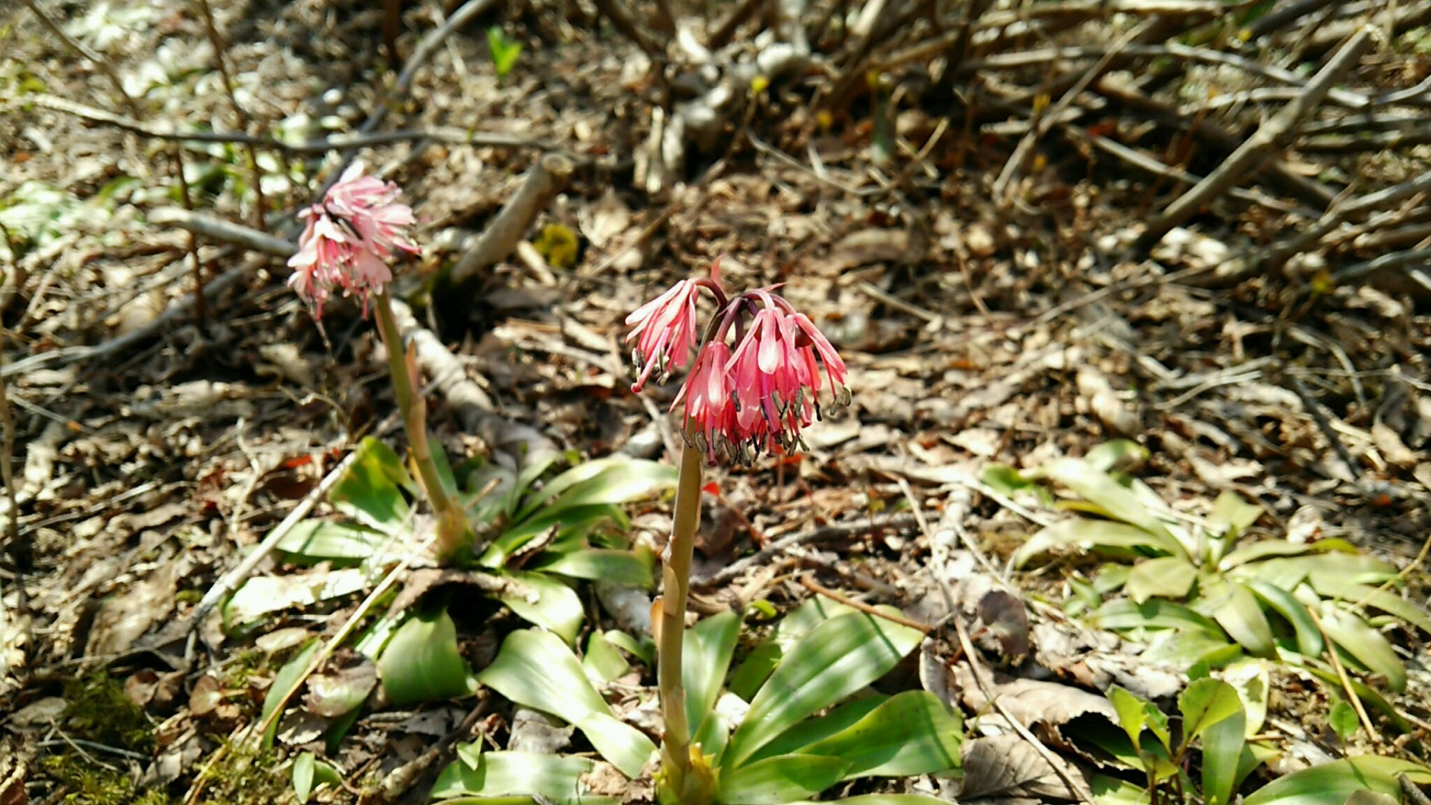 e0109775_10144371.jpeg