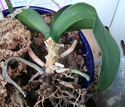 胡蝶蘭の植え替え 四季折々 3