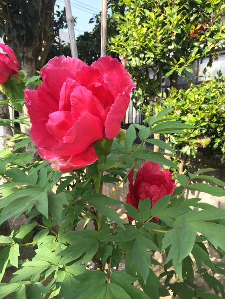 c0283778_9193156.jpg