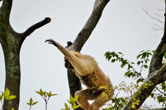 ときわ動物園　フォトギャラリー　シロテテナガザル_f0004581_11250142.jpg