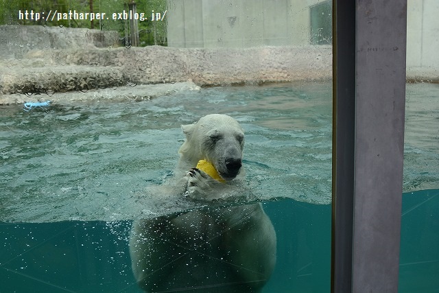 ２０１５年４月　ほぼ毎月とくしま動物園　その３_a0052986_18101970.jpg