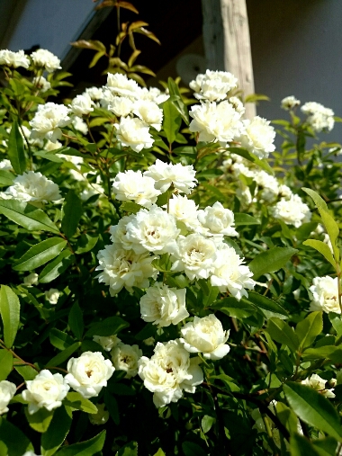 e0269586_88415.jpg