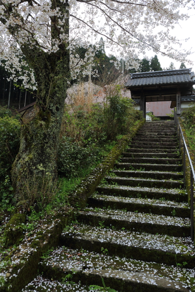 京北の桜を求めて_e0051888_471040.jpg