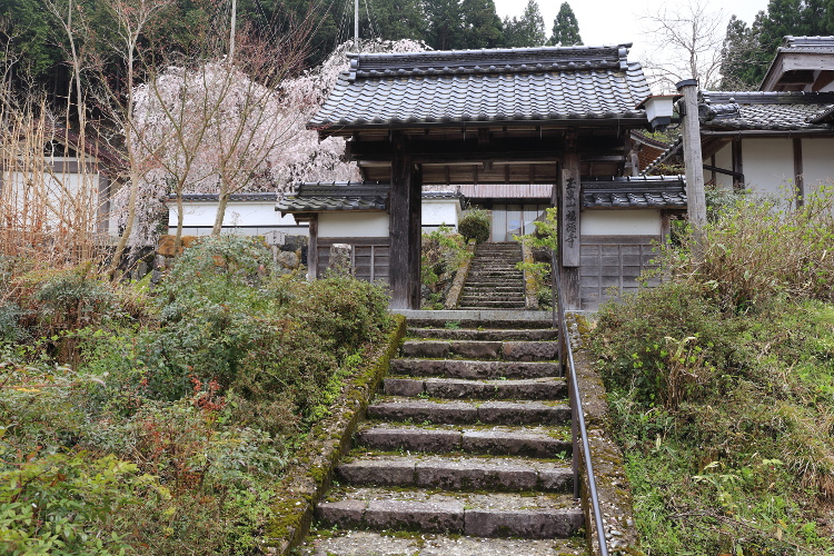 京北の桜を求めて_e0051888_473125.jpg