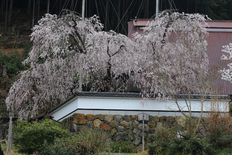 京北の桜を求めて_e0051888_474596.jpg