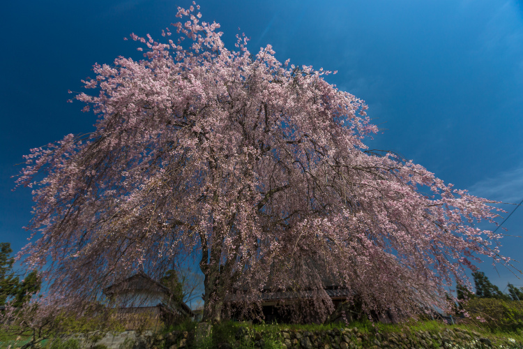 京北の桜を求めて_e0051888_482458.jpg